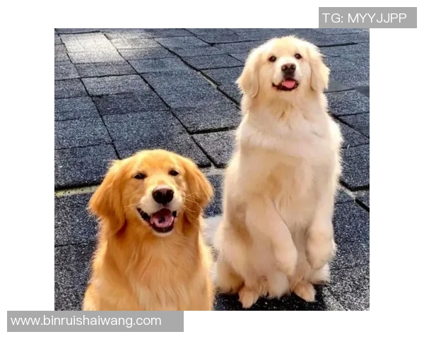 金毛足球的魅力与乐趣探索让我们一起领略狗狗与足球的完美结合